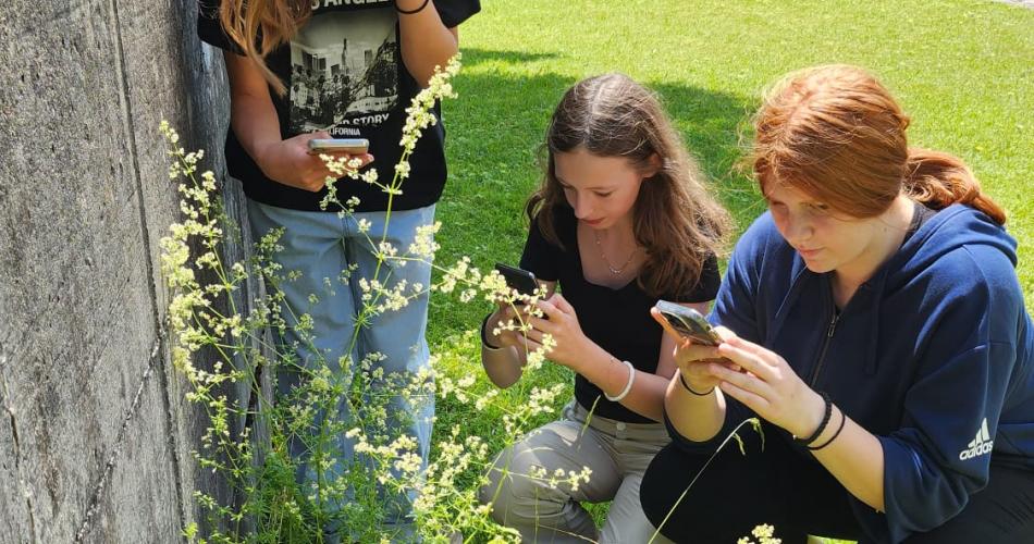 Schülerinnen beim Fotografieren verschiedener Pflanzen.